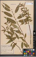 Foto von Salix fragilis L.